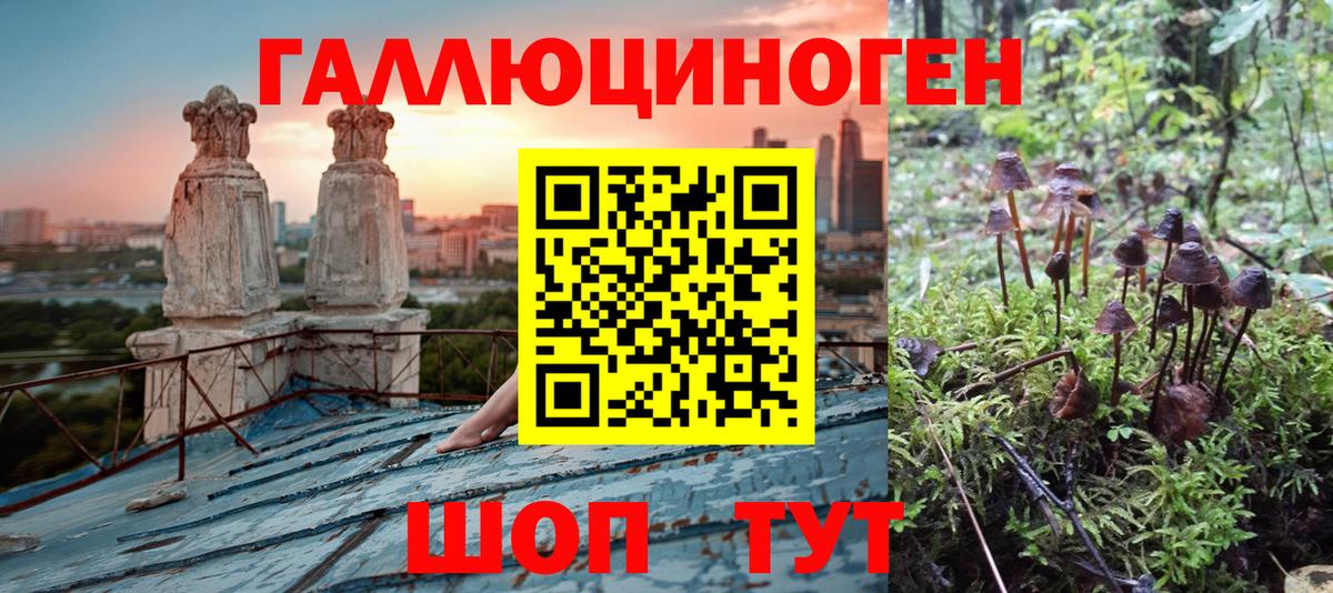 магазин продажи наркотиков  Вход с VPN  Псилоцибиновые грибы GOLDEN TEACHER  Саянск  Псилоцибиновые грибы GOLDEN TEACHER 